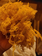 Load image into Gallery viewer, Golden Seamoss Wildcrafted from Jamaica [Dried Herb]
